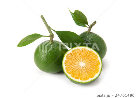 みかん みかん 24761490