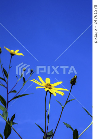 信州で自家栽培の菊芋の花の写真素材 24761578 Pixta