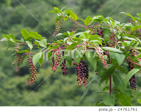 ヨウシュヤマゴボウ 24761761