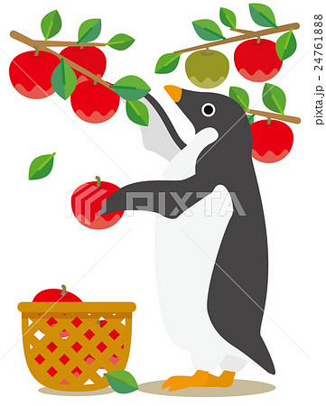 アデリーペンギンな日々　夏から秋へりんごの収穫 24761888