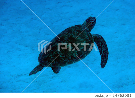 アオウミガメ 24762081