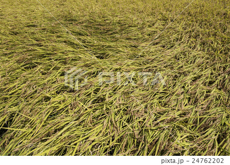 倒れた稲 24762202