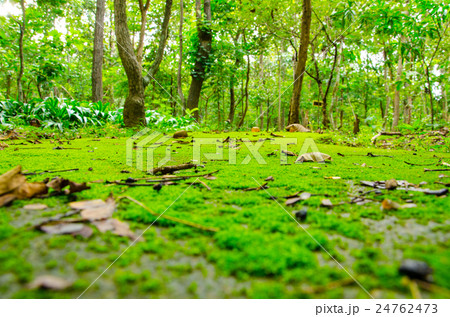 Moss Green Road Moss Green Road 24762473