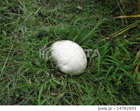 オニフスベ オニフスベ 24762603