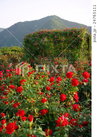 薔薇（ラバグルート）さかき千曲川バラ公園 24763111