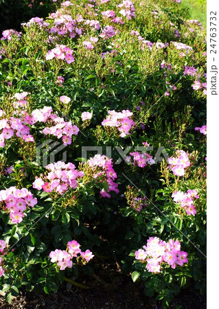 薔薇(シェスタ)さかき千曲川バラ公園 薔薇(シェスタ)さかき千曲川バラ公園 24763732