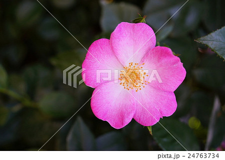 薔薇(シェスタ)さかき千曲川バラ公園 薔薇(シェスタ)さかき千曲川バラ公園 24763734