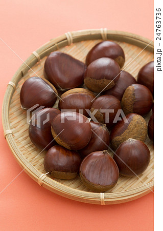 栗　オレンジバック 24763736