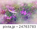 shallow DOF cosmos flowers background 24763783
