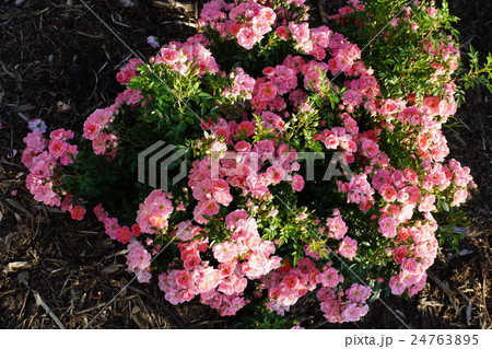 薔薇（花見川）さかき千曲川バラ公園 24763895