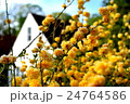 黄色い花 24764586