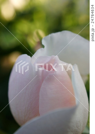 薔薇(ヘリテージ)さかき千曲川バラ公園 薔薇(ヘリテージ)さかき千曲川バラ公園 24764634