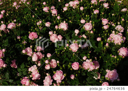 薔薇(ヘリテージ)さかき千曲川バラ公園 薔薇(ヘリテージ)さかき千曲川バラ公園 24764636