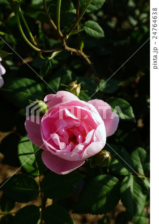 薔薇(ヘリテージ)さかき千曲川バラ公園 薔薇(ヘリテージ)さかき千曲川バラ公園 24764638