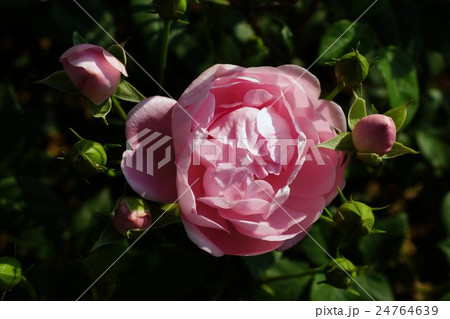 薔薇(ヘリテージ)さかき千曲川バラ公園 薔薇(ヘリテージ)さかき千曲川バラ公園 24764639