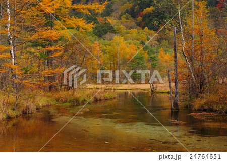 上高地 田代池紅葉 上高地 田代池紅葉 24764651