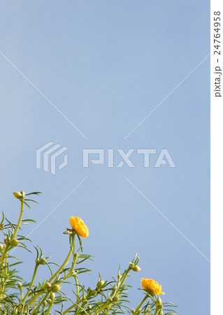 Yellow flowers on the background of blue sky 24764958