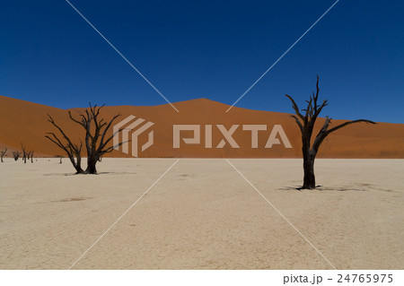 Dead Vlei 24765975