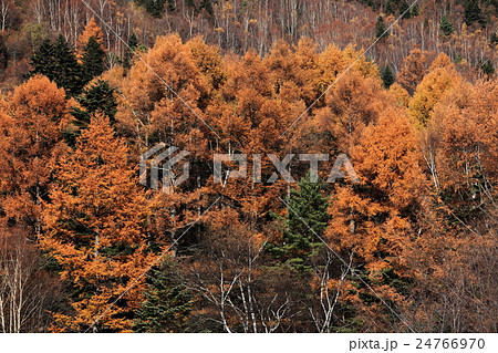 秋の山田牧場 秋の山田牧場 24766970