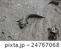 有明海の愉快な生き物達 24767068