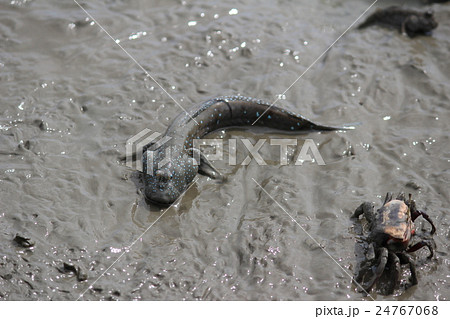 有明海の愉快な生き物達 有明海の愉快な生き物達 24767068