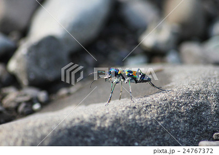 ハンミョウ ハンミョウ 24767372