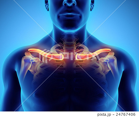 3D illustration of Clavicle, medical concept. 24767406