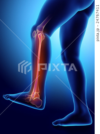 3D illustration of Fibula, medical concept. 24767411