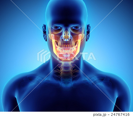 3D illustration of Mandible, medical concept. 24767416