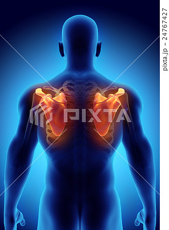 3D illustration of Scapula, medical concept. 24767427