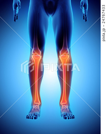 3D illustration of Tibia, medical concept. 24767433