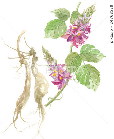 葛の花・根 24768529