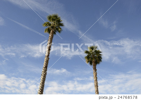 2本のパームツリー 2本のパームツリー 24768578