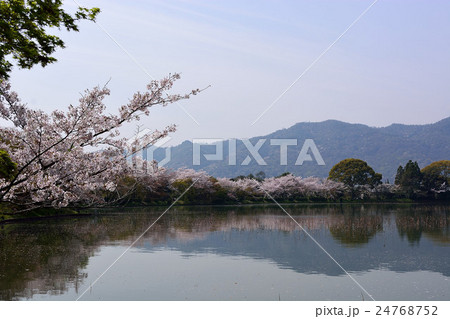 大覚寺の春 24768752