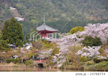大覚寺の春 大覚寺の春 24768754