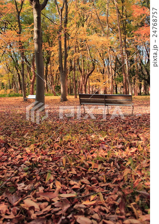 紅葉した公園 24768757