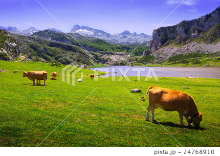 mountains landscape with lake and pasture mountains landscape with lake and pasture 24768910