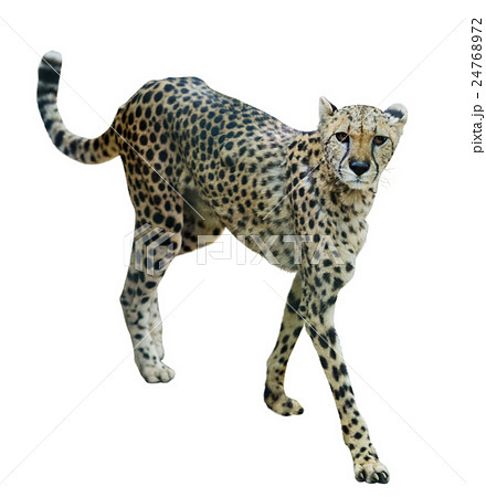 Graceful cheetah Graceful cheetah 24768972