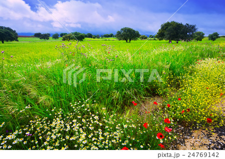 field with heavy clouds 24769142