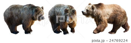 Set of 3 brown bears over white Set of 3 brown bears over white 24769224