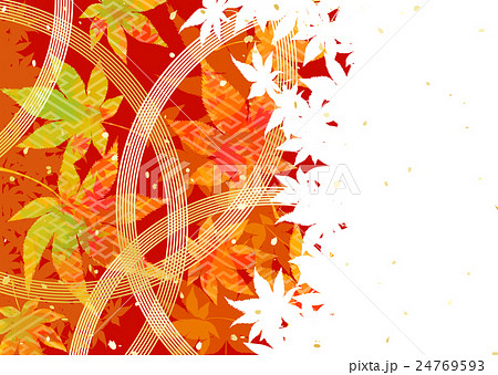 紅葉 水引 赤 背景 紅葉 水引 赤 背景 24769593