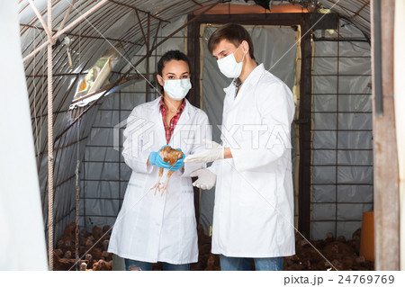 Two veterinarians in hen house. Two veterinarians in hen house. 24769769