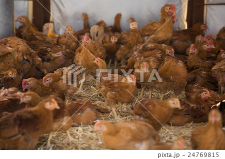 Vew on crowded laying chickens 24769815