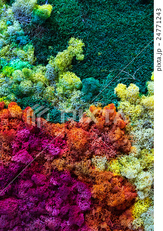 Colorful lichen 24771243