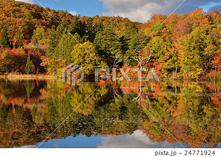 観音沼森林公園の紅葉の写真素材