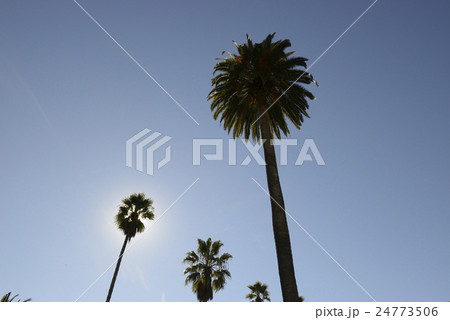 パームツリー パームツリー 24773506