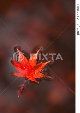 紅葉水面に浮かぶ紅葉 24774061