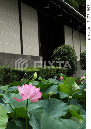 東本願寺のハス 東本願寺のハス 24774998