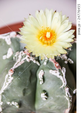 Flower of Star Cactus (Astrophytum Myriostigma) Flower of Star Cactus (Astrophytum Myriostigma) 24776455