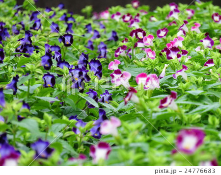 トレニア 24776683